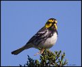 _6SB9785 golden-cheeked warbler